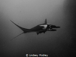Manta Ray gliding through the water. Shot at Roca Partida... by Lindsey Mobley 